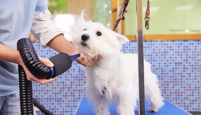 小型松狮犬怎么养 小型松狮犬能长多大