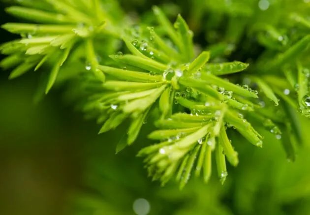 天街小雨润如酥草色遥看近却无描写哪个季节