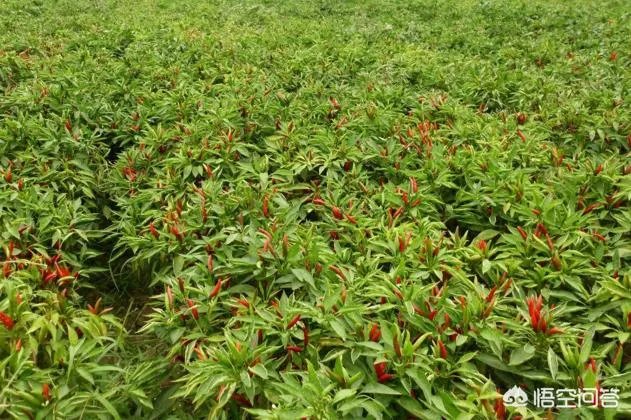 朝天椒如何种？