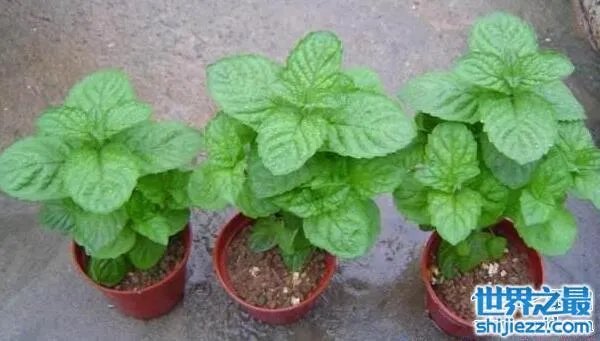 夏天家里放一物绝对没蚊子，还能装饰房间(一举两得) 