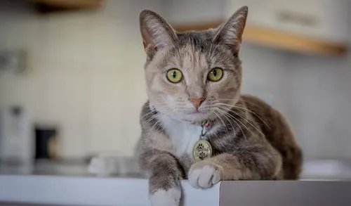 ”猫有九条命“这个说法是真的吗？为什么这么说？