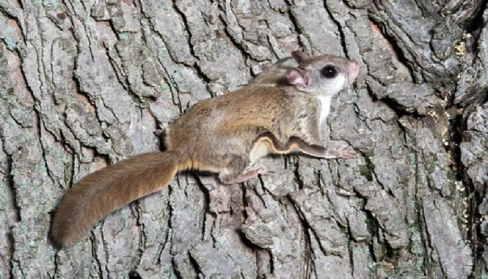 老鼠为什么会飞 老鼠会飞吗