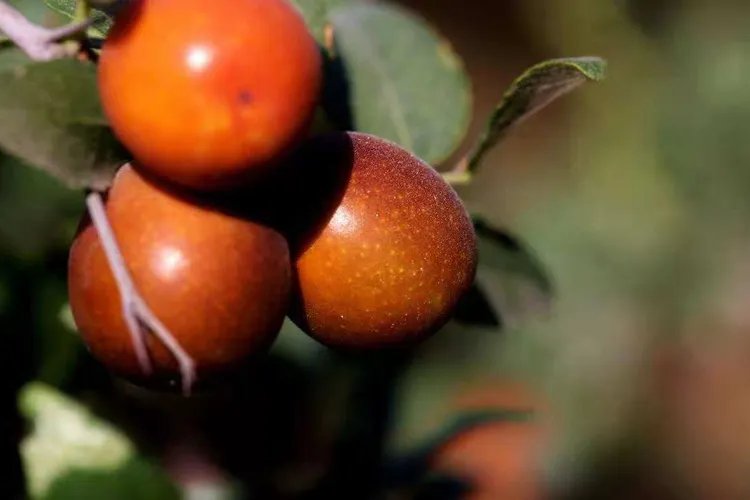 酸枣仁图片大全