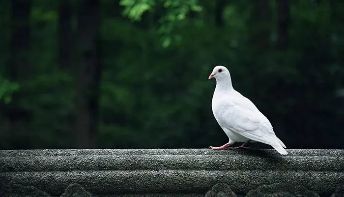 放鸽子是什么意思