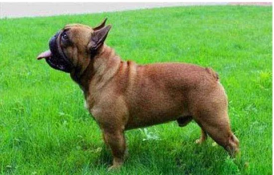 世界十大斗犬排名 第一最强悍凶猛看着都怕