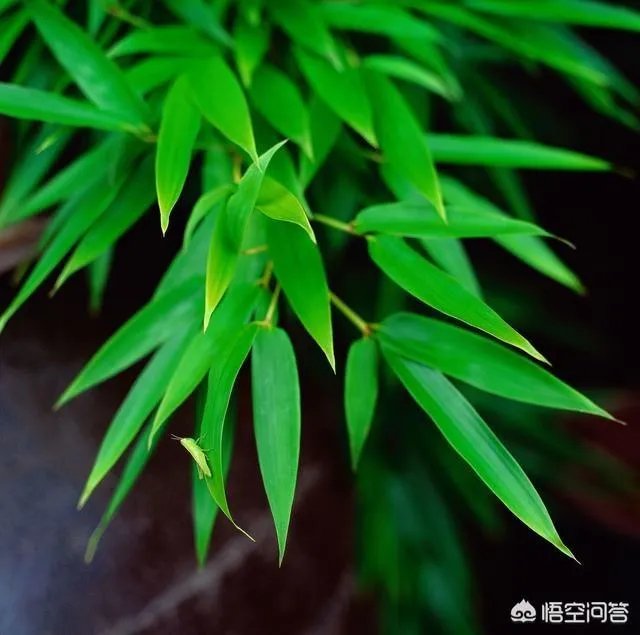 竹子是草还是树，为什么？