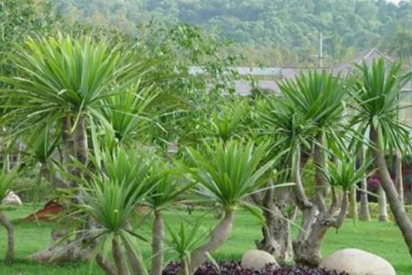 十大神奇的植物，世界花王排第八，第五见血封喉