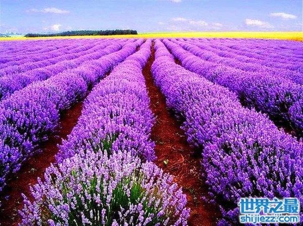 夏天家里放一物绝对没蚊子，还能装饰房间(一举两得) 