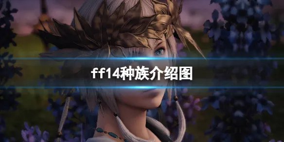 《ff14》种族介绍图一览