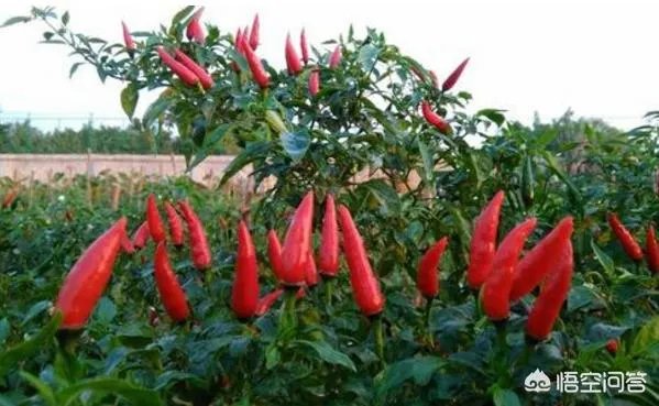 朝天椒如何种？
