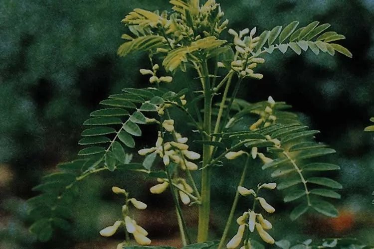 黄芪图片大全高清图片