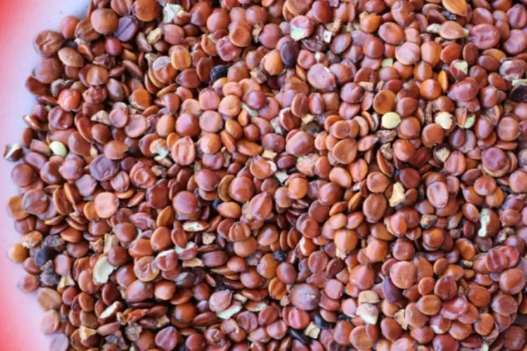 酸枣仁图片大全