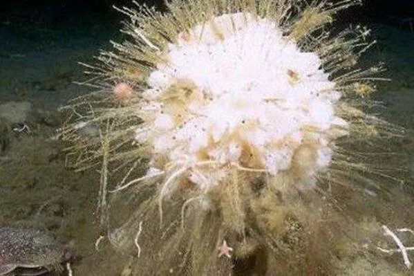 十大寿命最长的动物排名 格陵兰睡鲨上榜，第一可以“长生不老”