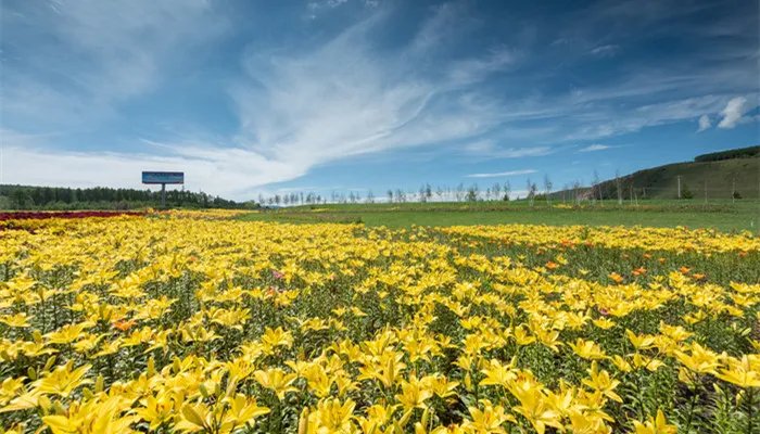 迎春花的特点 迎春花的特点有哪些
