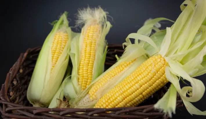 玉米什么时候传入中国的 玉米传入中国的时间