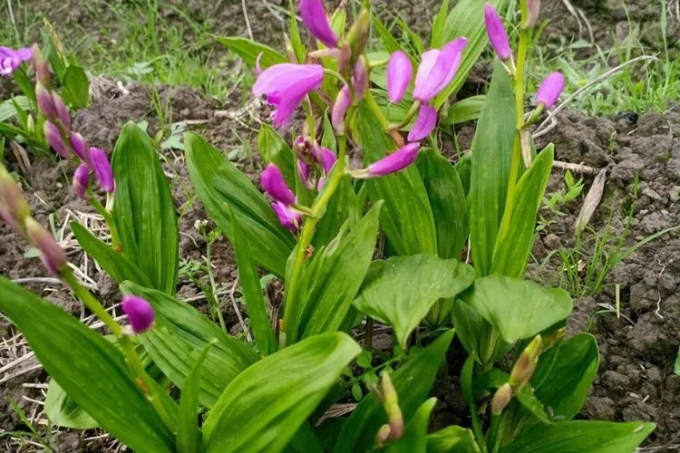 野生双肾草图片