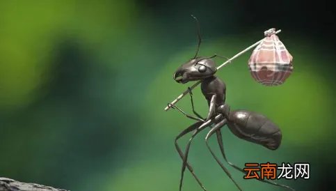 蚂蚁放进微波炉里加热会死吗