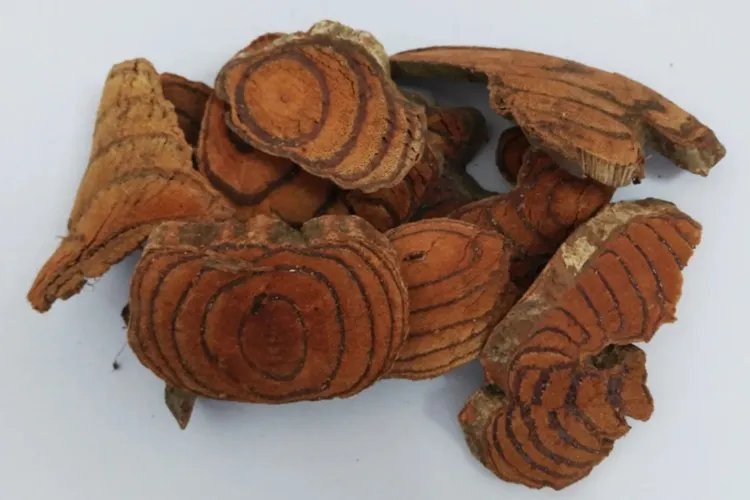 野生鸡血藤图片