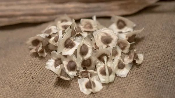 辣木籽的功效与作用及禁忌