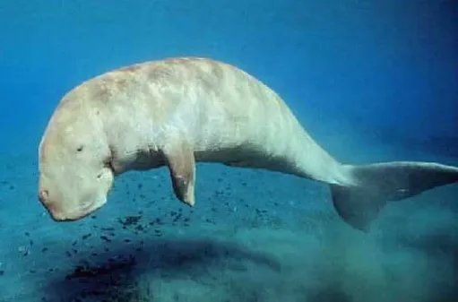 儒艮怎么读，什么意思。