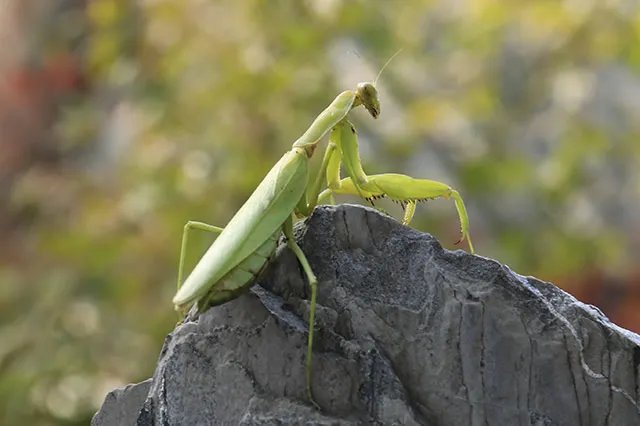 螳螂为什么要吃掉自己的配偶 为什么雄性螳螂不反抗