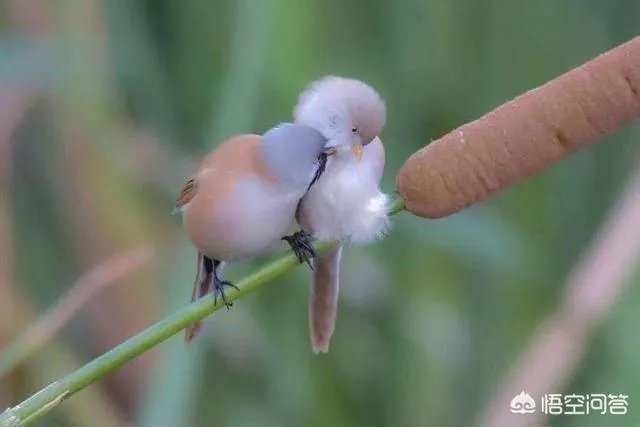 提问:如今农村养殖业跟特色种植业哪个发展前景更好？