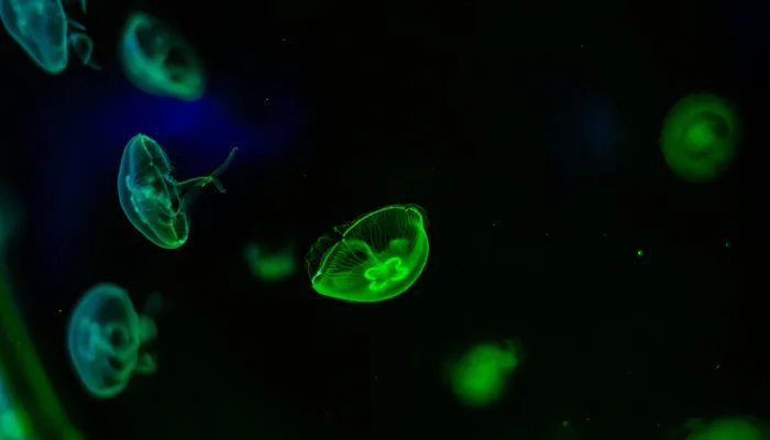 什么是腔肠动物