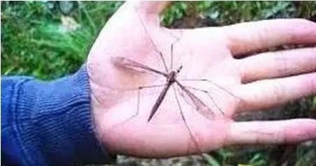 华丽巨蚊到底有多大 华丽巨蚊为什么不吸血只吃同类