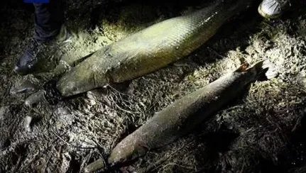 青海也现怪鱼：鱼塘损失1500多斤鱼！这究竟是什么怪鱼？