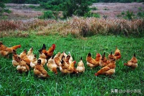 无抗养殖怎么做?