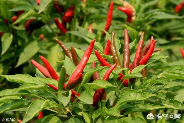 朝天椒如何种？