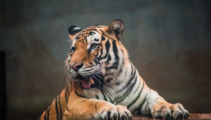 老虎最怕什么 老虎最怕什么气味