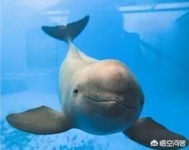 白鱀豚是怎样灭绝的