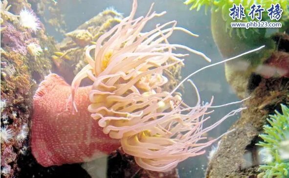 世界十大最毒的动物排行榜:疟蚊第3 第1能毒死两万只老鼠