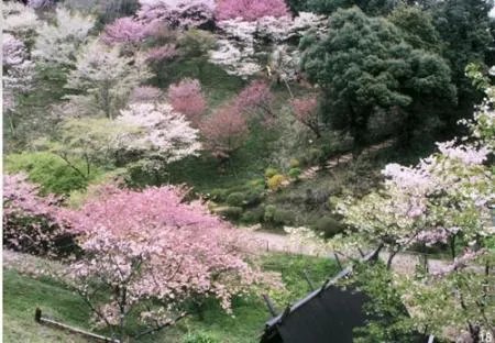 樱井夕树图片？