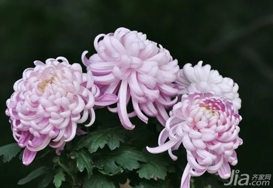 菊花代表什么 菊花的象征意义是什么