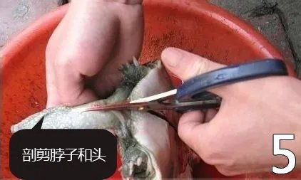 杀甲鱼(王八)正确杀法怎么杀，甲鱼怎么吃？