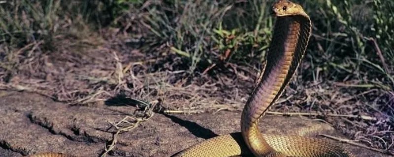 梦见全是蛇有什么征兆 梦见全是蛇好不好