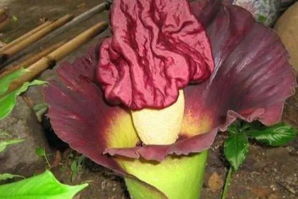 十大神奇的植物，世界花王排第八，第五见血封喉