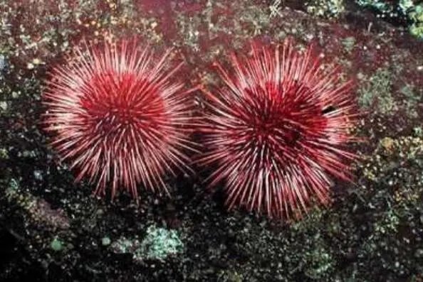 十大寿命最长的动物排名 格陵兰睡鲨上榜，第一可以“长生不老”