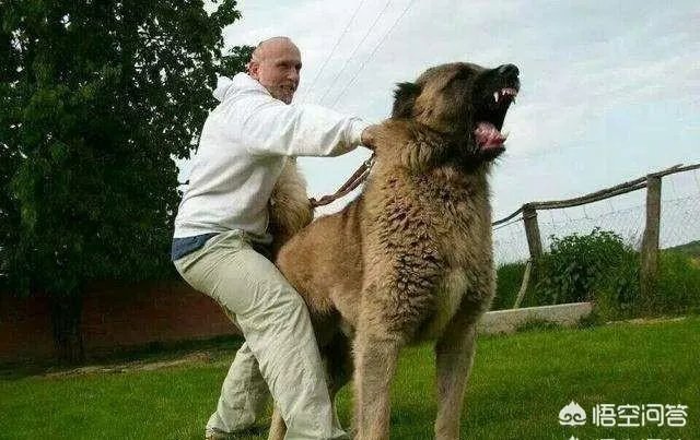 坎高犬的战斗力怎么样?