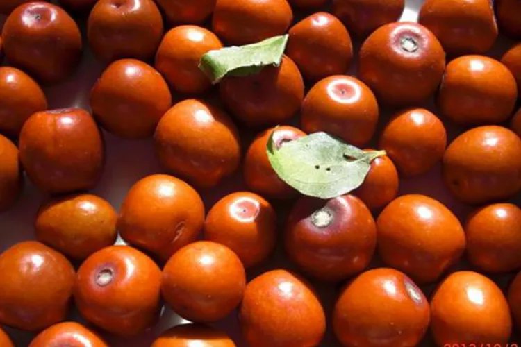 酸枣仁图片大全