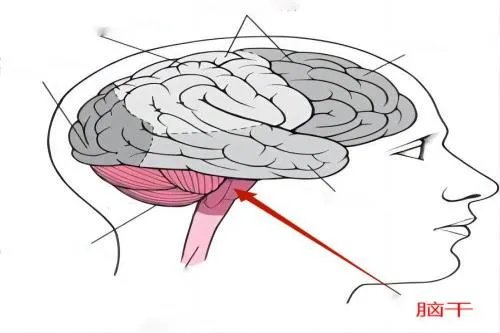 脑干在后脑勺什么位置图片