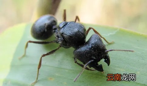 蚂蚁放进微波炉里加热会死吗