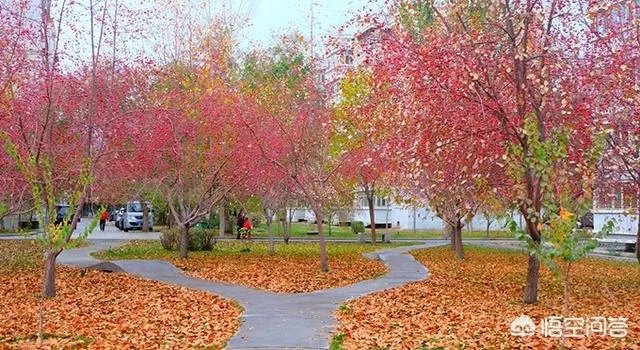 新疆石河子大学是一所什么档次的大学？