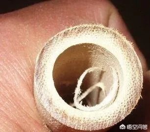 竹子是草还是树，为什么？