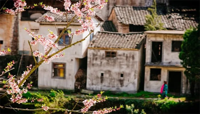 人面桃花相映红表达的情感