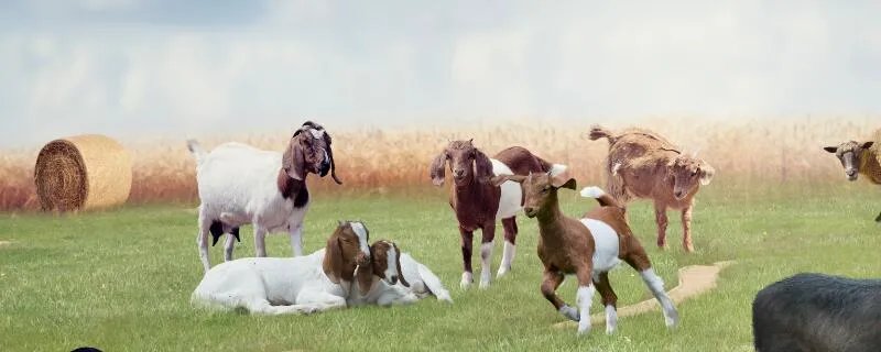 1979年属什么生肖 1979年生肖属什么命运如何