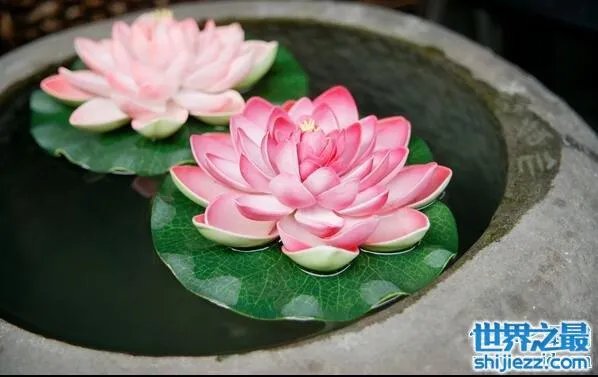 夏天家里放一物绝对没蚊子，还能装饰房间(一举两得) 