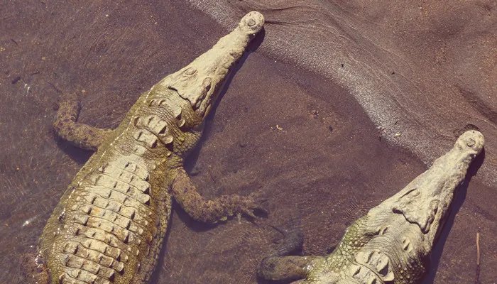 非洲大草原有哪些动物 非洲大草原有什么动物